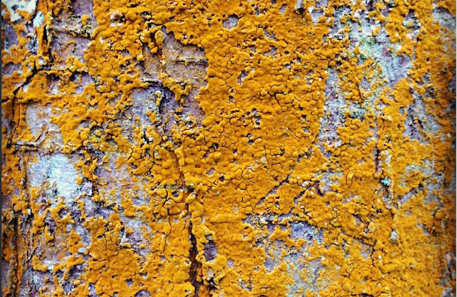 glass_animals_orange